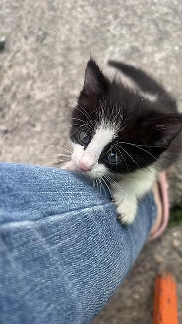 кошке: Кошка даром: Беспородная, 1 месяц, Девочка — 1