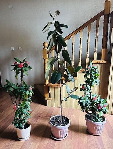 Фикус эластика (Ficus elastica) в горшке - Высокое комнатное дерево с — 4