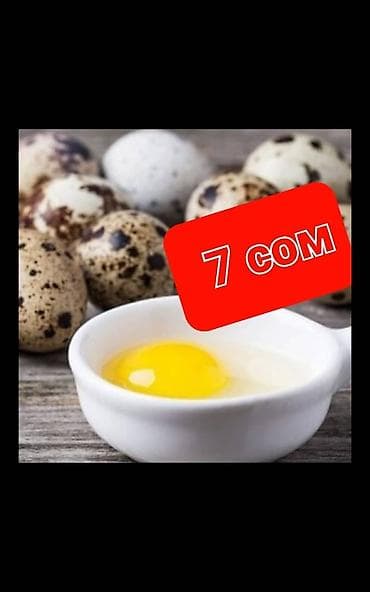 Птицы: Продаю инкубационное яйцо перепелов Техас и Финикс под — 1