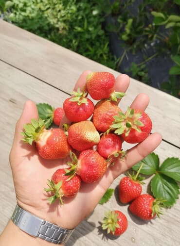 участок дом в селе байтик: 15 соток, Для строительства, Красная книга, Тех паспорт, Договор купли-продажи — 2