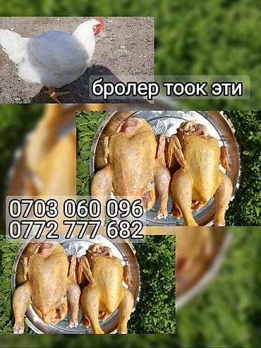 Үй жана бакча: Бройлерные куры и тушки. - Домашние бройлеры: на фото живая птица и — 1