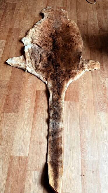 дополнительные приборы: Продаю кожу В отличном состоянии Тел 0.55. 9. 3. 2. 0. 5. 3. 1 Есть — 6