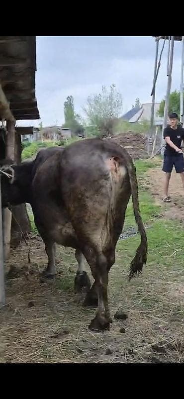 кыргыз иттер: Сатам | Уй (ургаачы) | Көбөйтүү үчүн | Байланган — 2