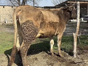 Коровы, быки: Продаю | Корова (самка) | Швицкая — 5