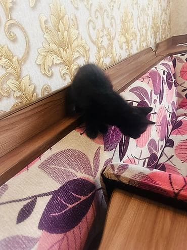 сөөл жан: Очаровательный чёрный котёнок - Окрас: угольно‑чёрный, с бархатной — 8