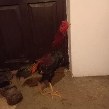 Продаю питушка хинт миксованый обмен не интересует at lalafo.kg Продаю питушка хинт миксованый обмен не интересует