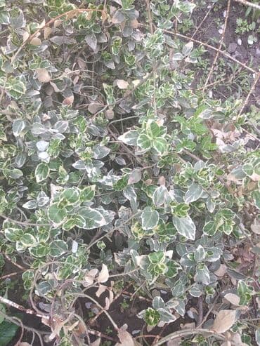 хризантема садовая купить: Бересклет белый и жёлтый. Кустаники. Морозостойкие .Лилейник жёлтый — 5