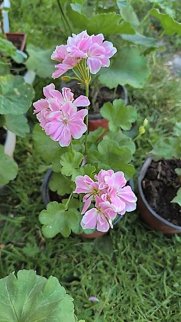Пеларгония (герань) с махровыми соцветиями нежно‑розового цвета. -