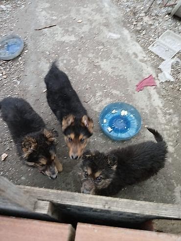шенки бельгийской овчарки: Щенки (помёт из 3 малышей), тип: дворовые/метисы пастушьих пород — 2