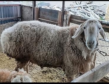 курица несушки: Продаю | Овца (самка) | Для разведения | Матка — 2