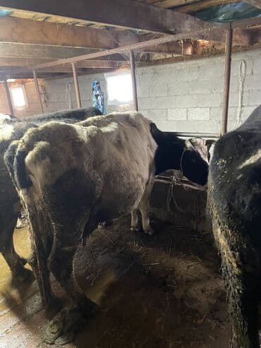 корова телки: Продаю | Корова (самка) | Стельные — 1