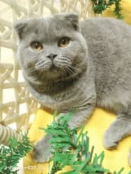 домик для кот: Скотиш Фолд (Шотландская вислоухая), 4 месяца, Мальчик, Голубой, Приучена к лотку, Проглистована, С документами — 2