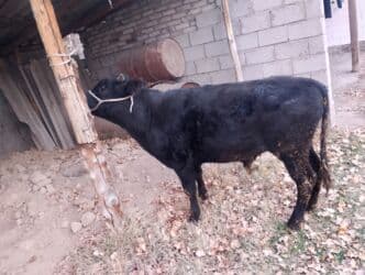 хочу купить щенка немецкой овчарки: Продаю | Бык (самец) | Ангус | На откорм, На забой, Для разведения | Искусственник — 8