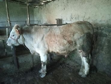 полторашка тай: Продаю | Бык (самец) | На откорм | Привязанные — 1