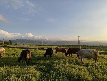 продажа коров: Продаю | Корова (самка) | Для молока — 4