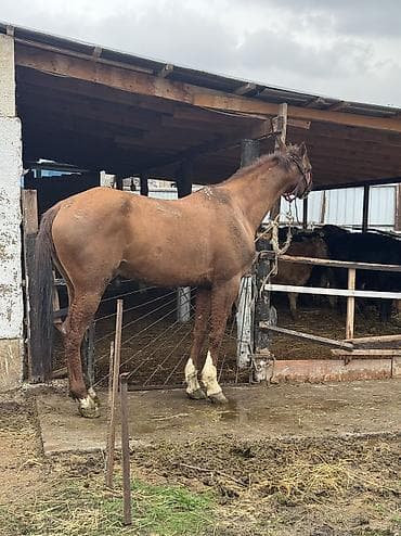 бишкек тай: Сатам | Жылкы (эркек) | Дончак | Көбөйтүү үчүн, Ат спорту | Асыл тукумдуу — 1