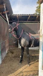 продажа пчёл: Сатам | Байтал | Ат спорту — 5