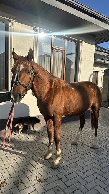 обмен на лошадь: Продаю | Жеребец | Полукровка | Рабочий | Племенные, Осеменитель, Мерин — 1