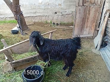 кой аштоо: Продаю | Коза (самка) | Для разведения — 3