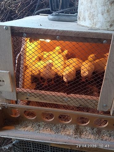 индоутята суточные цена: Продаю | Цыплята | Несушки — 5