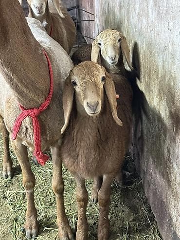 куплю хомяка с клеткой: Продаю | Овца (самка) | Эдильбаевская | Для разведения | Матка — 1