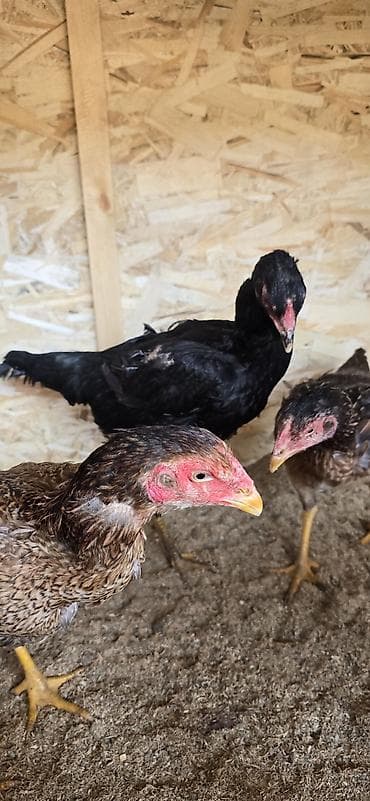 суточный цыплята: Продаю | Куры | Бойцовая | Для разведения — 3