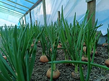 перец замороженный: Лук на перо из репки — выращивание и готовая продукция - Посадочный — 8