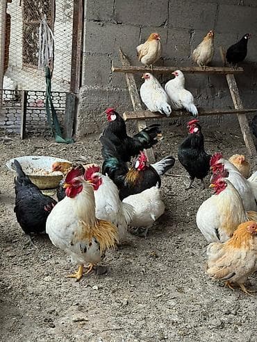 яица для инкубации: Продаю | Куры, Петух — 2