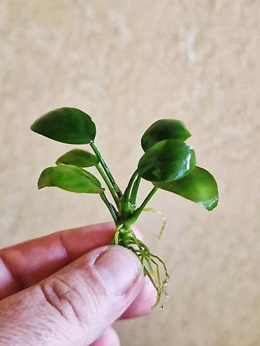 растения для пруда: Аквариумные растения Anubias (анубиас) - Несколько кустиков с — 7