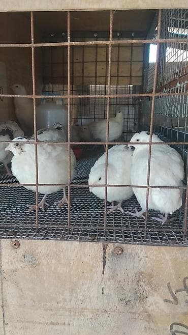 жер уй бишкек сатылат: Сатам | Короздор | Союуга, Көбөйтүү үчүн — 1