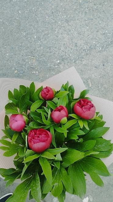 обертка для цветов купить: Продам бордовые пионы для букетов, могу завернуть в крафт, прозрачку — 7