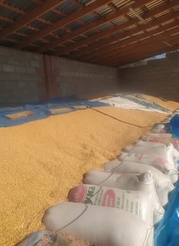 шрот подсолнечный купить оптом: Продается Кукуруза 🌽 сухой стекляшка 35тонн. 25сом Жугору сатылат — 1