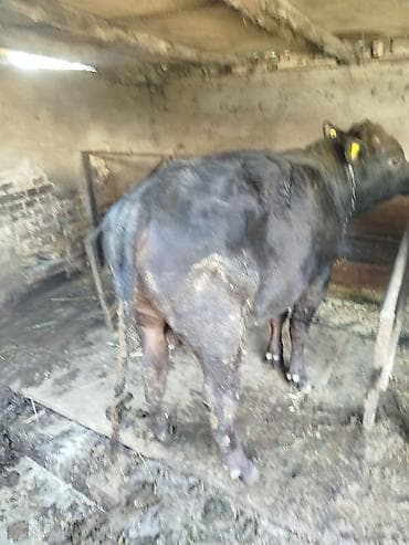 кулак тай: Продаю | Бык (самец) | На откорм | Привязанные — 2