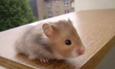 ошейник для собак на заказ: Клетка + 1 хомячок всего за 550 сом спешите. хомячки здоровые — 9