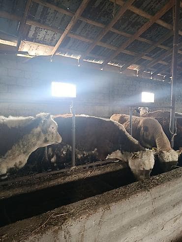 жапалак птица: Сатам | Бука (эркек) | Герефорд | Бордоп семиртүү үчүн | Байланган — 4