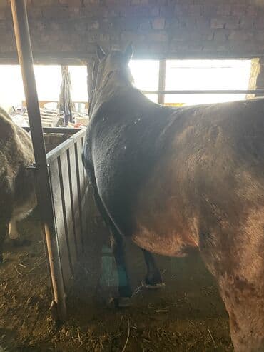 козулуу кой сатылат: Сатам | Бээ (ургаачы) | Аргын | Жумушка — 5