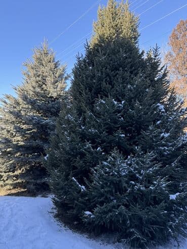 беде урук жеа: Көчөттөр дарактардын: Карагайлар — 2