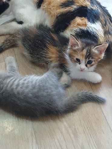 кошка домик: 1 месяц, Девочка, Белый — 7