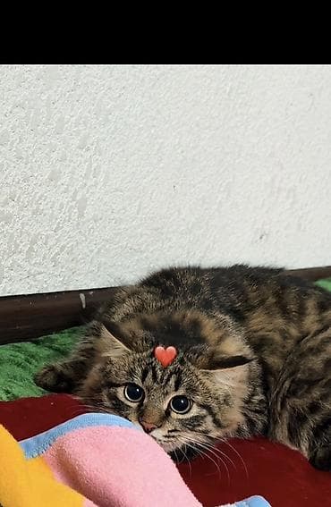 Домашняя кошка, пушистая, полосатый окрас (темно-коричневый табби) at lalafo.kg Домашняя кошка, пушистая, полосатый окрас (темно-коричневый табби)