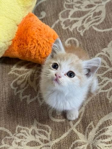 манчкин котенок: ОТДАМ В ДОБРЫЕ РУКИ! Только ответственным людям в хорошие условия! — 2
