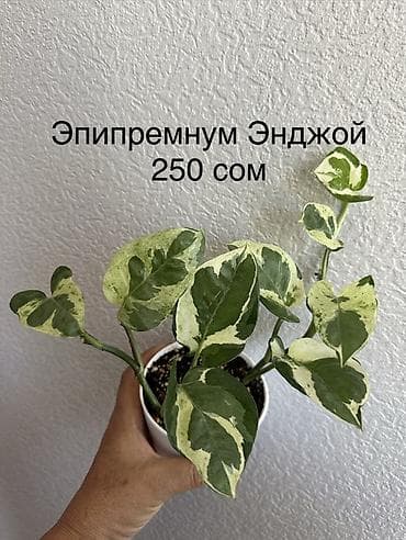 Каланхоэ: Укорененные черенки. 8мкр — 7