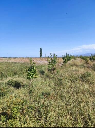 рабочий городок пол дома: 600 соток, Айыл чарба үчүн, Кызыл китеп, Техпаспорт, Сатып алуу-сатуу келишими — 3