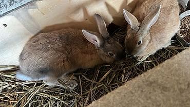 машинка для животных: Продаю | Крольчиха (самка), Кролик самец, Крольчата | Новозеландская, НЗК | На забой, Для разведения — 3