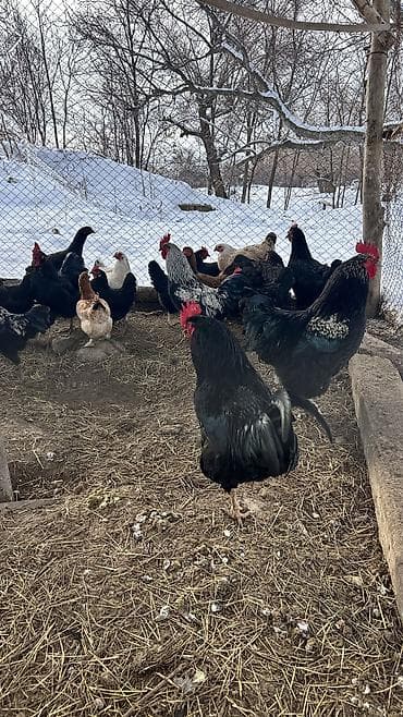 куры гриз бар: Продаю | Петух | Для разведения — 6