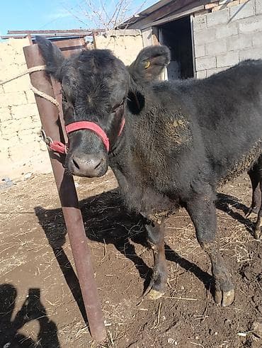 на племя: Продаю | Тёлка | Шароле, Абердин-ангус | На откорм, Для разведения, Для молока | Племенные, Не стельные, Искусственник — 5