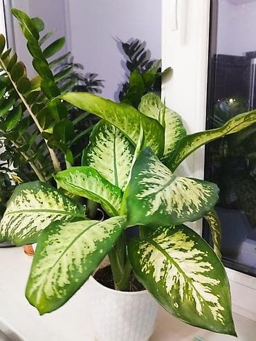 Ашкана буюмдары: Диффенбахтар — 3