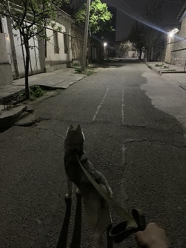 золотистый лабрадор цена: Сибирский хаски — красивый, активный и умный компаньон 5 месяца с — 4