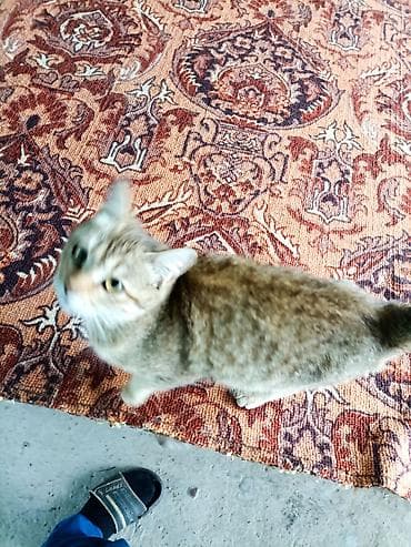 Мышыктар: Котята домашние, короткошёрстные. Описание: - Окрас: есть — 7