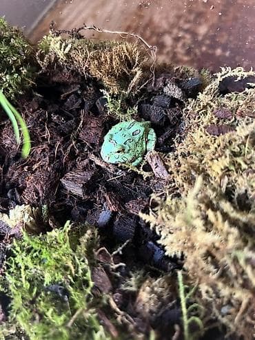 хамелеон животные: Рогатая лягушка (Pacman frog) с компактным террариумом Что внутри: - — 2