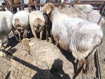 корова стельные: Продаю | Овца (самка) | Для разведения | Матка — 2